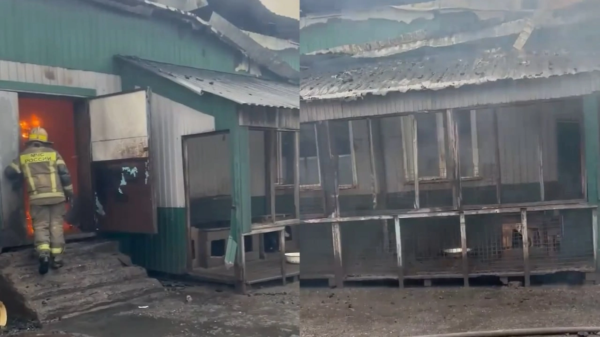 В Прокопьевске сгорел приют для животных «Остров надежды». Обложка © Telegram / Прокопьевск.РУ