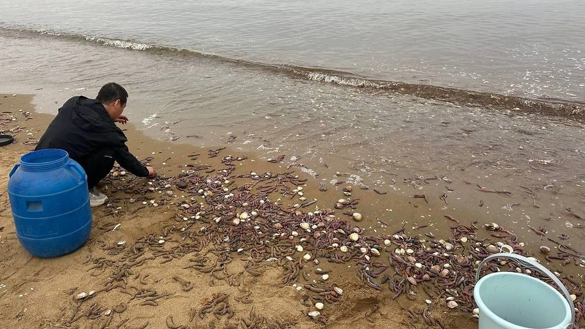 Морские черви на берегу. Обложка © VL.RU
