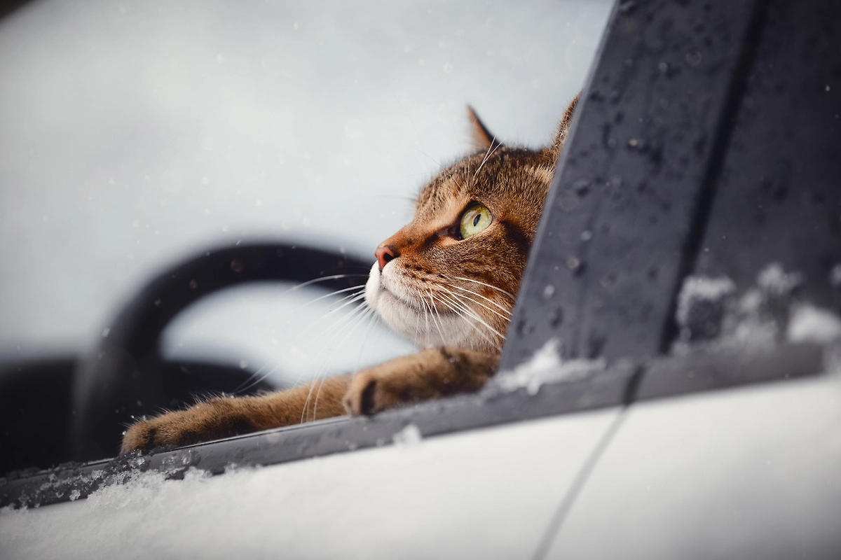 Обложка © Shutterstock / FOTODOM / vprotastchik