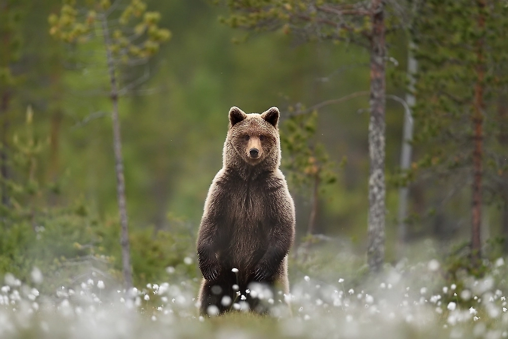 Обложка © Shutterstock / FOTODOM / Erik Mandre