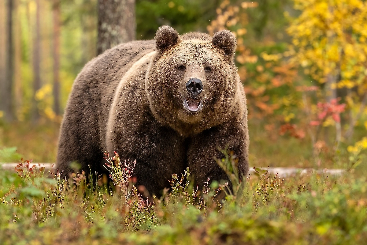 Обложка © Shutterstock / FOTODOM / Erik Mandre
