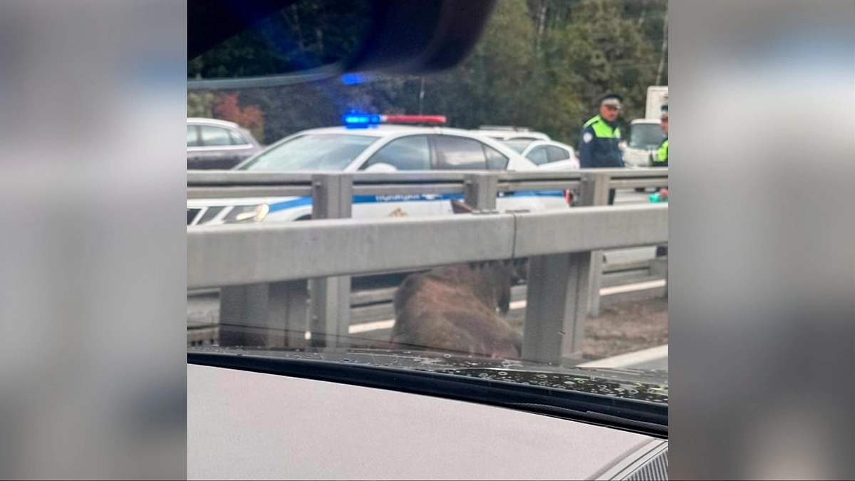 Раненый лось застрял в отбойнике на Киевском шоссе в Москве. Обложка © Telegram / SHOT