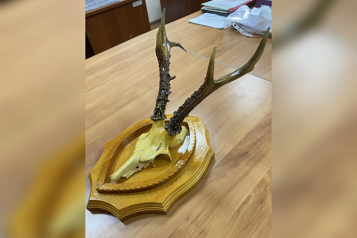 У туриста в аэропорту Волгограда нашли череп косули с рогами. Фото © Пресс-служба ФТС России