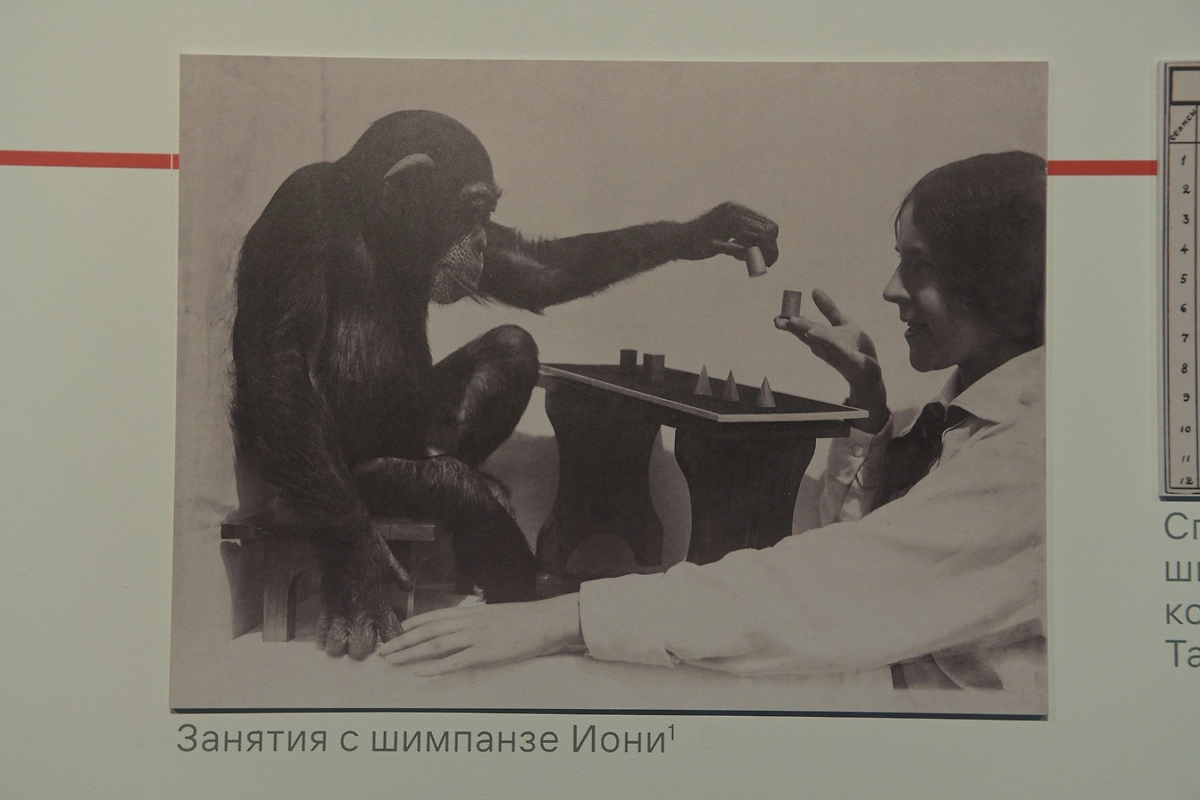 Надежда Ладыгина-Котс во время занятий с шимпанзе Иони. Её исследования стали одними из первых систематических работ по сравнительной психологии человека и приматов. Фото © Life.ru 
