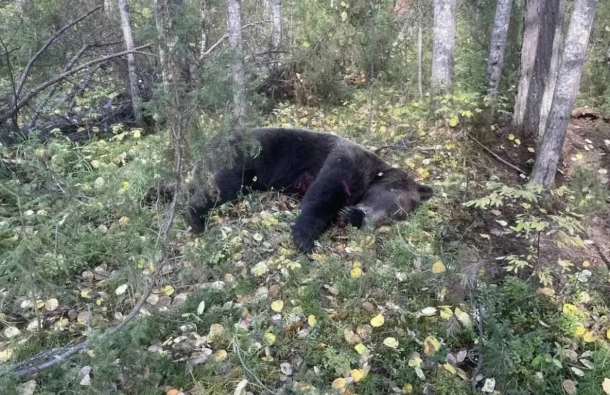 Обложка © Life.ru