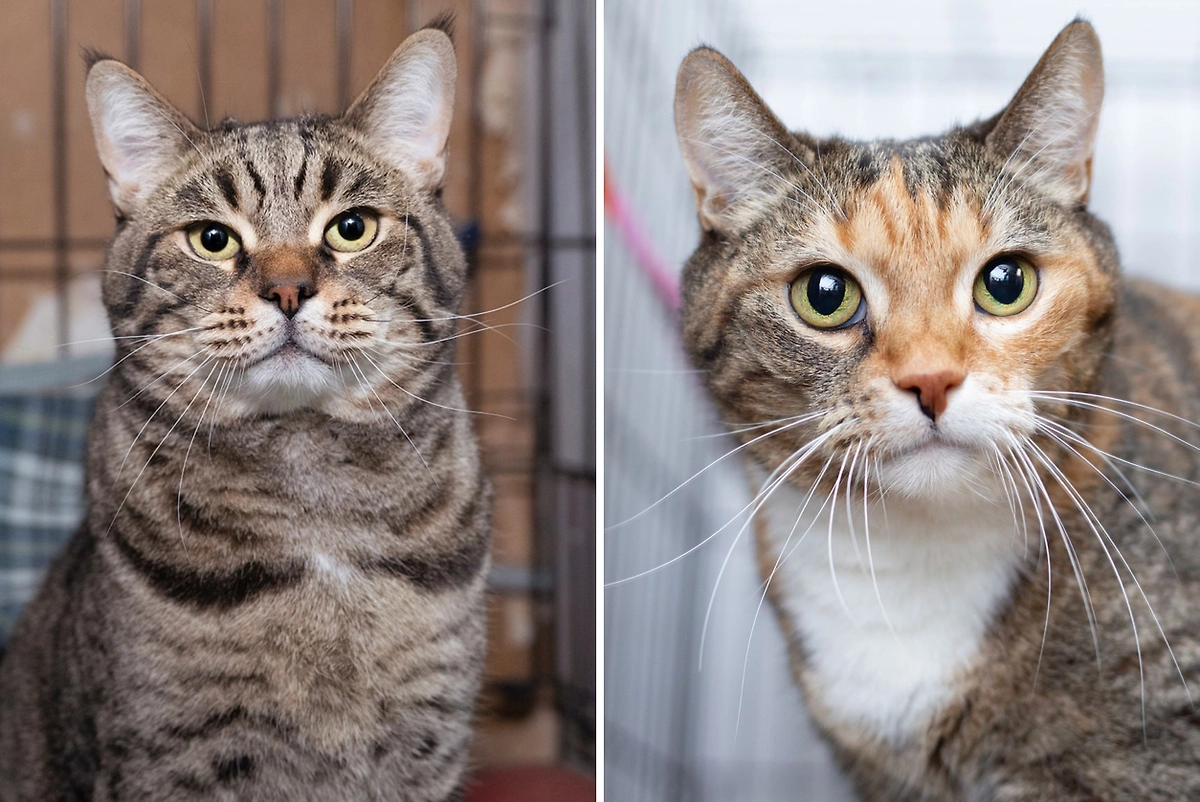 Парсифаль и Пружинка. Обложка © pets.mos.ru