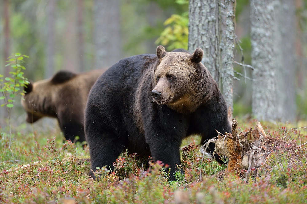 Обложка © Shutterstock / FOTODOM / Erik Mandre