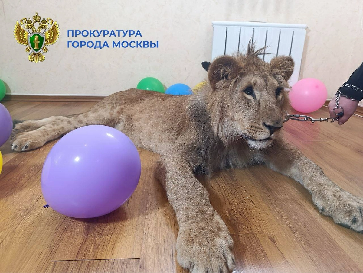 Хищников использовали в качестве реквизита во время культурно-зрелищных мероприятий. Фото © Telegram/ ПРОКУРАТУРА МОСКВЫ