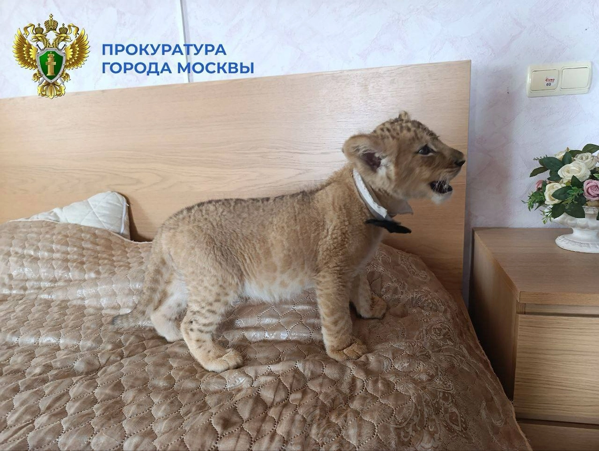 Львы относятся к видам животных, охраняемым международной конвенцией СИТЕС. Фото © Telegram/ ПРОКУРАТУРА МОСКВЫ