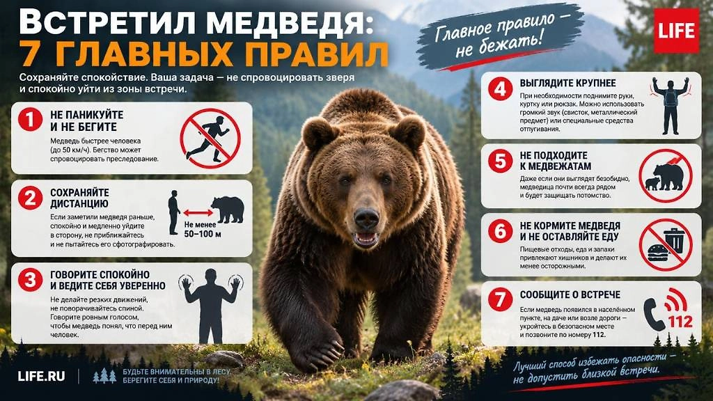 Главные правила при встрече с медведем: не бежать, не приближаться к зверю и медленно увеличивать дистанцию. Инфографика © Life.ru