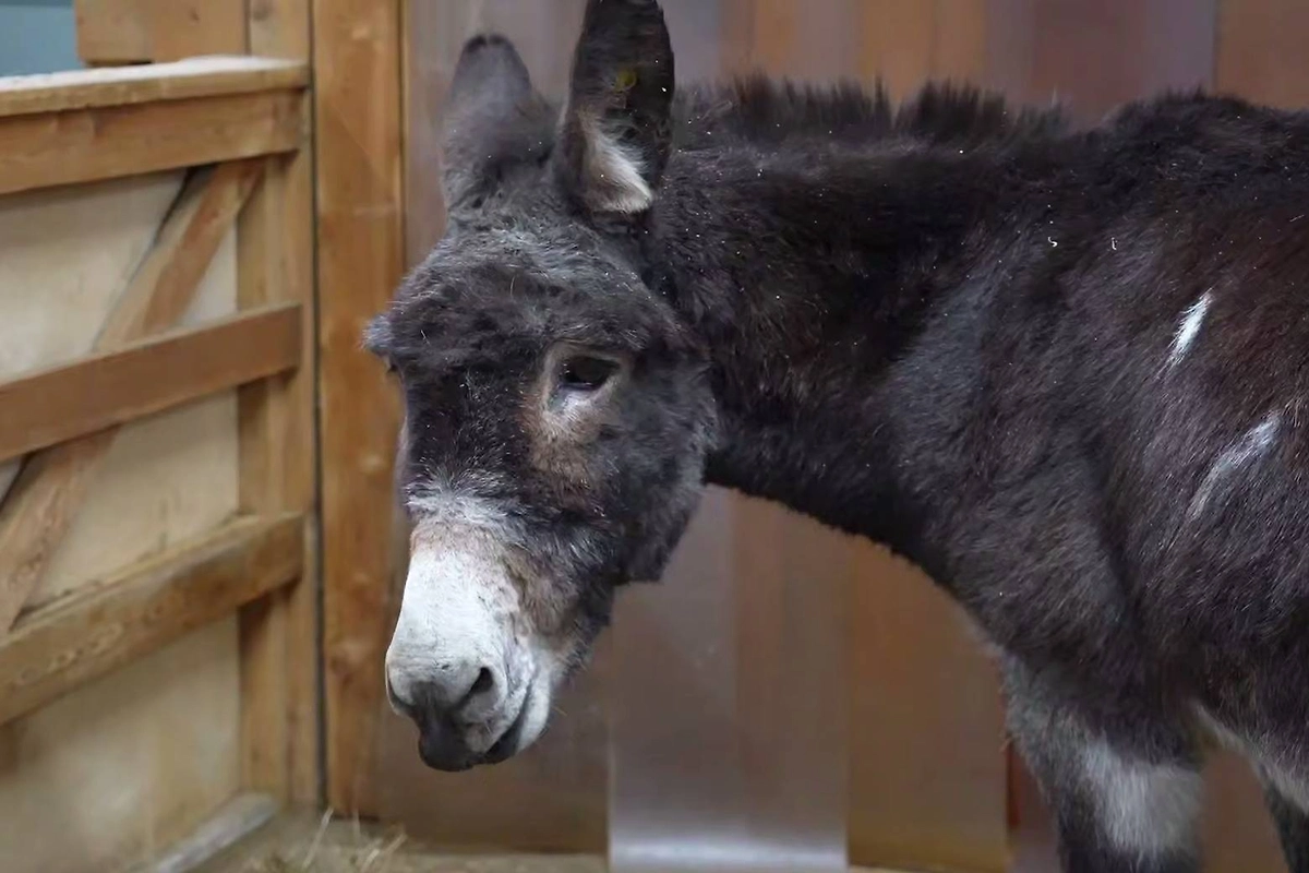 Обложка © Telegram / Московский зоопарк