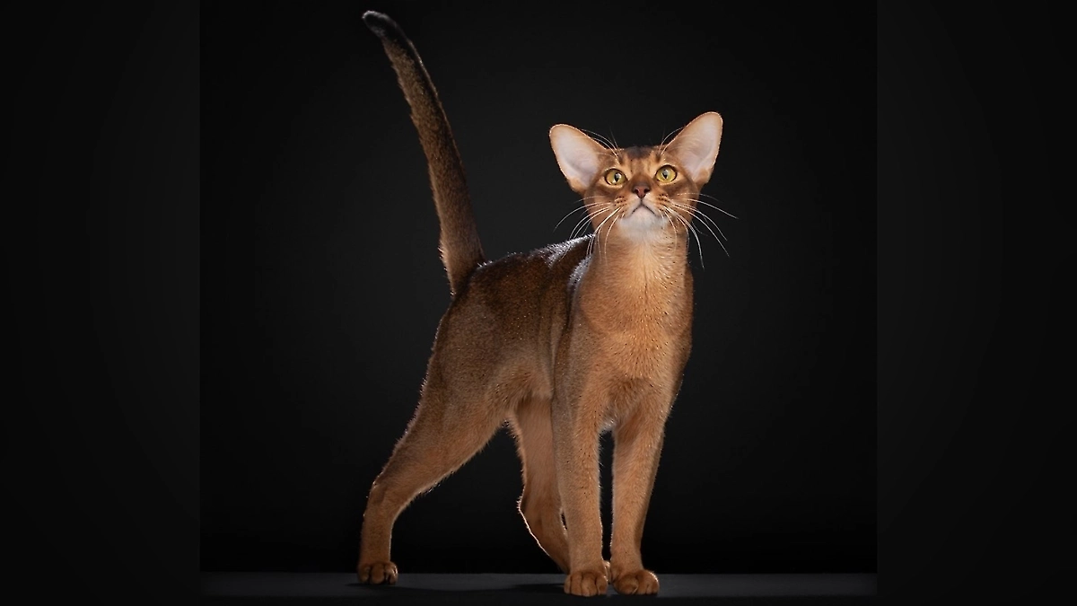 Самого красивого в мире кота покажут на выставке в Москве