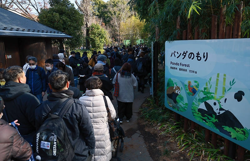 Япония провожает последних панд в стране перед их возвращением в Китай. Фото © X / Sinical
