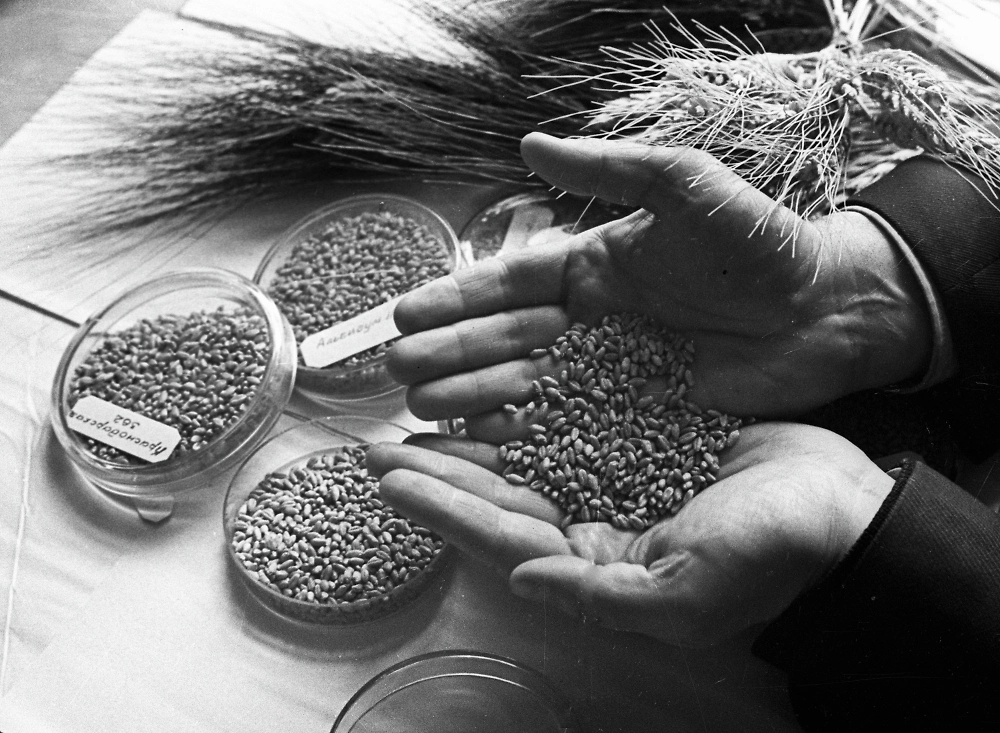 Коллекция ВИРа представляла собой стратегический запас для восстановления сельского хозяйства. Фото © РИА «Новости» / В. Барановский