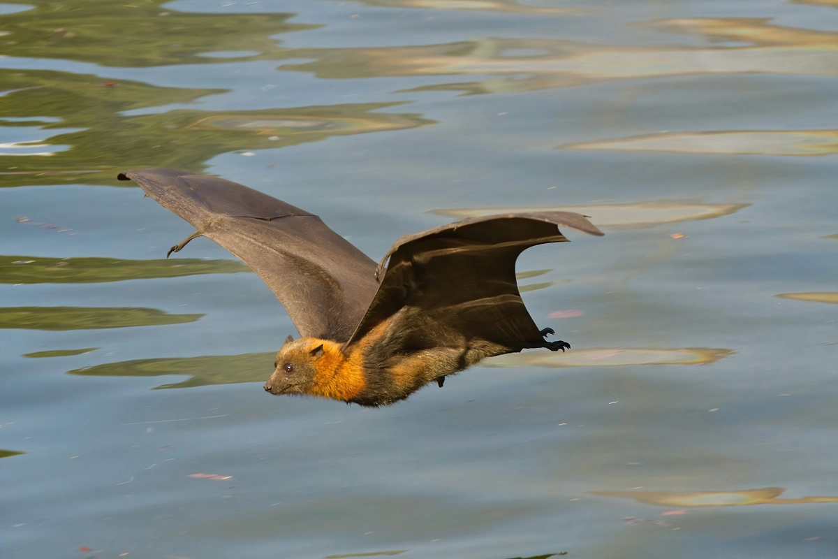 Сероголовая летучая лисица в том числе может переносить вирус Нипах. Фото © Wikipedia / Andrew Mercer