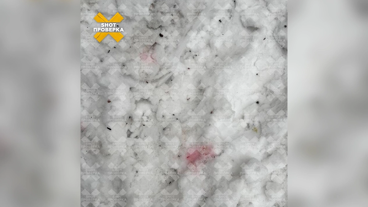 Собака чуть не погибла в Петербурге из-за яда догхантера в куске курицы. Фото © Telegram / SHOT ПРОВЕРКА