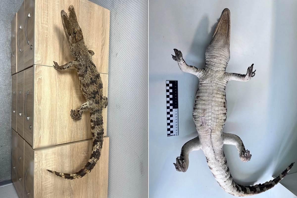 Изъятое красноярскими таможенниками чучело сиамского крокодила. Фото © Пресс-секретарь Красноярской таможни Анна Помазкина