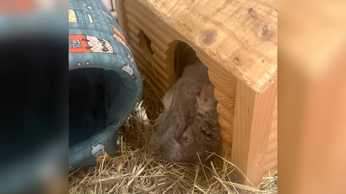 Дима Билан сообщил о смерти своей шиншиллы Плюши. Фото © Telegram / Билан - live