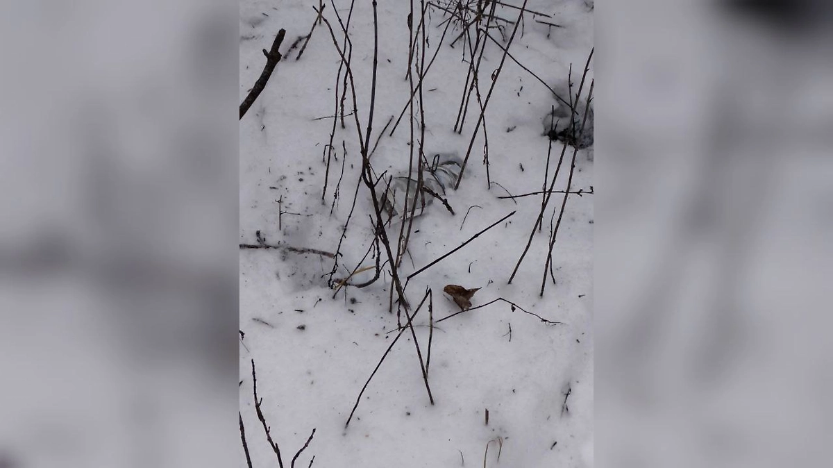 Новое химоружие ВСУ. Обложка © Telegram / «Опасный бизнес»