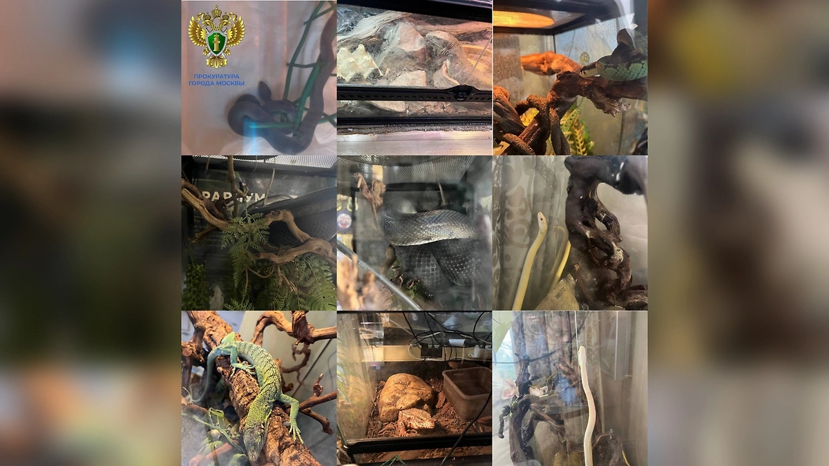 В Москве прокуратура проверила квартиру, где подростка укусила ядовитая змея. Фото © Telegram /ПРОКУРАТУРА МОСКВЫ