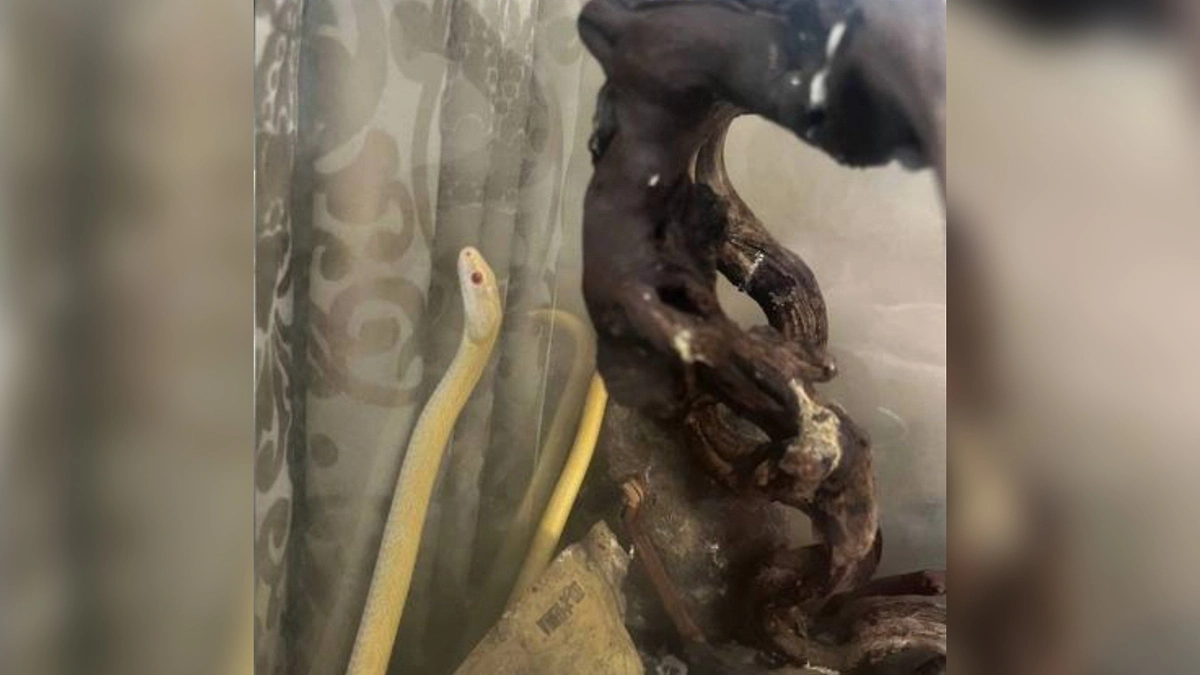 В Москве прокуратура проверила квартиру, где подростка укусила ядовитая змея. Обложка © Telegram /ПРОКУРАТУРА МОСКВЫ