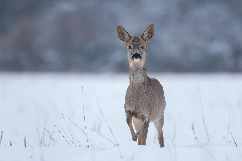 Обложка © Shutterstock / FOTODOM / Peter Bino Wild Nature
