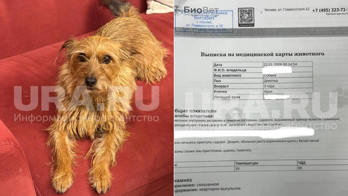 В ЖК «Мещерский лес» в Москве от рук догхантеров за сутки погибли семь собак. Фото © Telegram / URA.ru