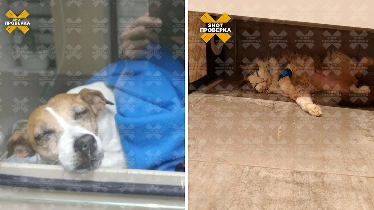 Хозяева питомцев обвиняют ветклинику «Планета» в смерти животных. Фото © Telegram/ SHOT ПРОВЕРКА