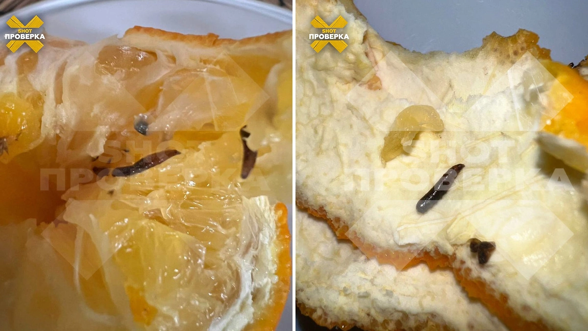 Личинки в апельсинах из «Пятёрочки». Фото © Telegram/ SHOT ПРОВЕРКА
