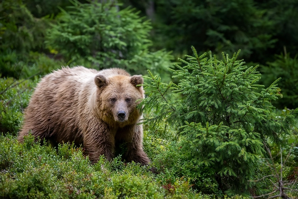 Обложка © Shutterstock / FOTODOM /Volodymyr Burdiak