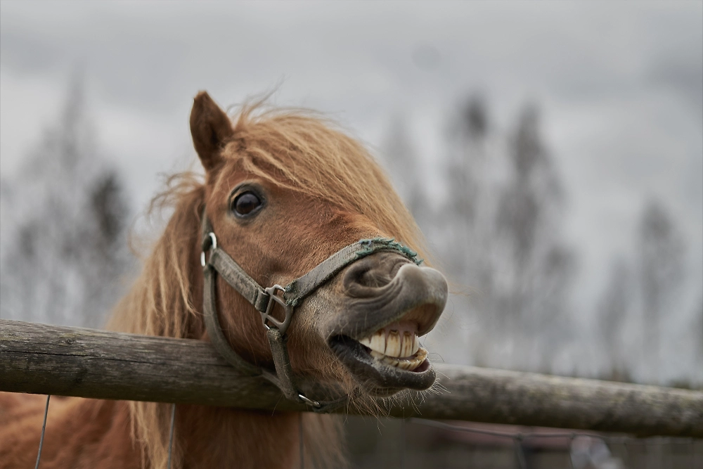 Обложка © Shutterstock / FOTODOM / OlegRi