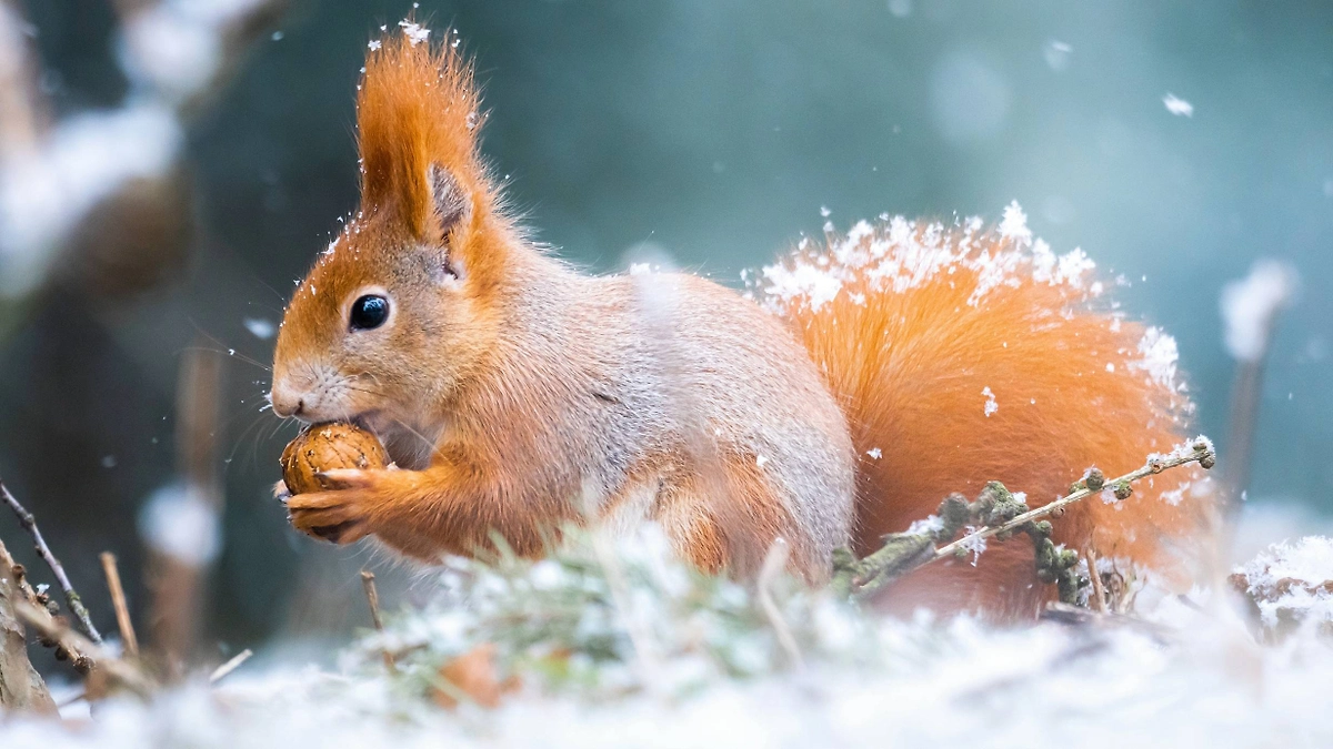 Народные приметы на зиму в день Григория Соломенного. Фото © Shutterstock / FOTODOM / photoJS