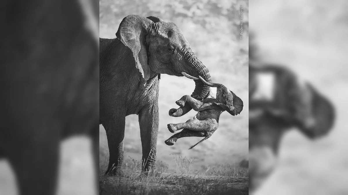 Работа-победитель Wildlife photographer of the year 2026. Фото © Instagram (признан экстремистской организацией и запрещён на территории Российской Федерации) / Federico Veronesi