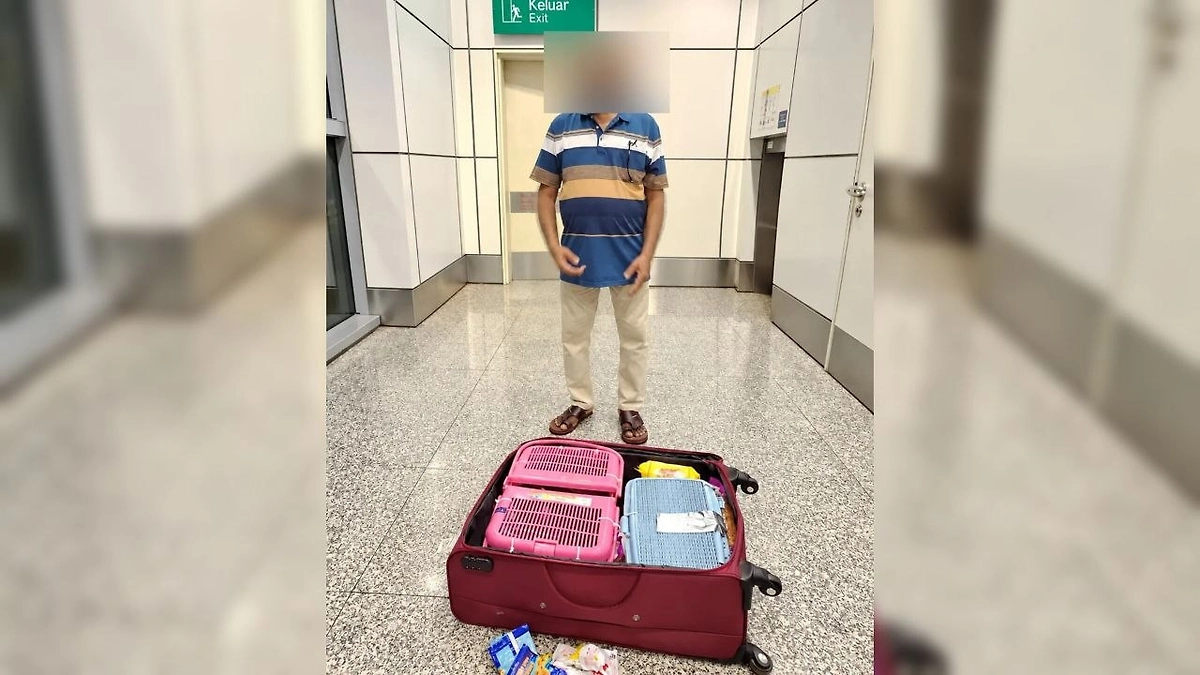 В Малайзии мужчина спрятал трёх обезьян в сумке и попытался улететь. Фото © Facebook (признан экстремистской организацией и запрещён на территории Российской Федерации) /KL International Airport