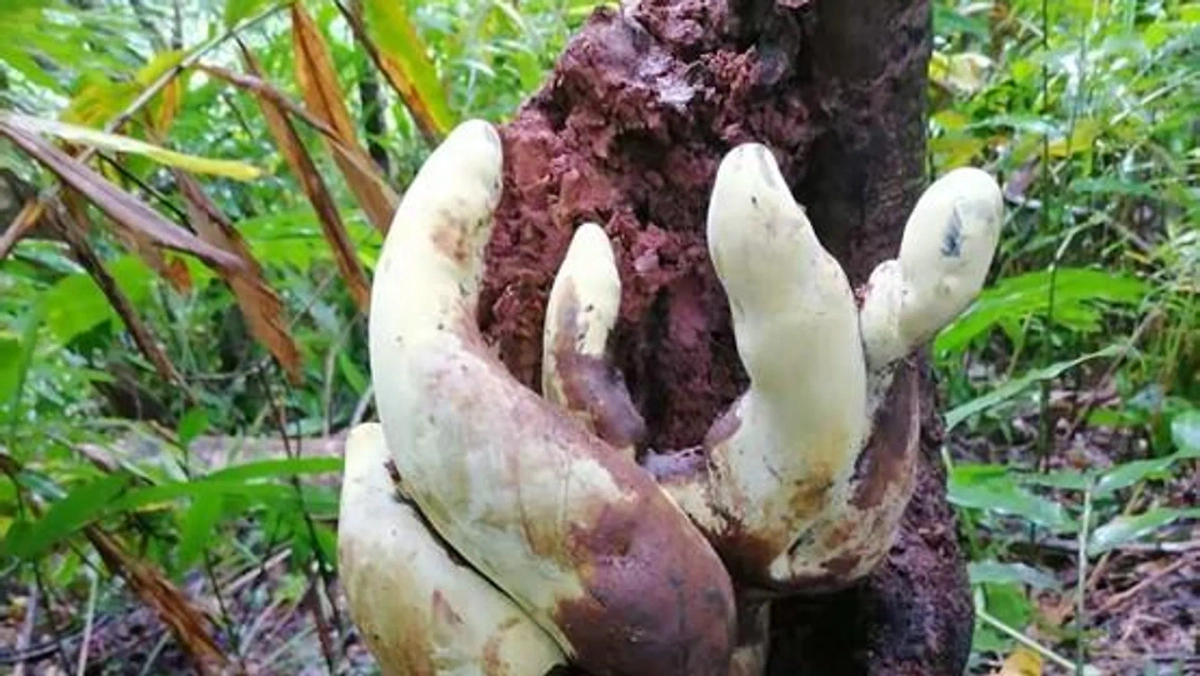 В Китае открыли новый вид гигантских грибов возрастом 65 млн лет. Фото © Kunming Institute of Botany under the Chinese Academy of Sciences