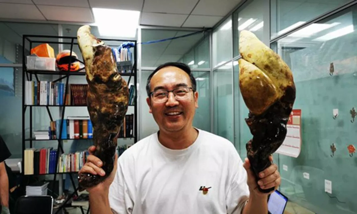 В Китае открыли новый вид гигантских грибов возрастом 65 млн лет. Обложка © Kunming Institute of Botany under the Chinese Academy of Sciences