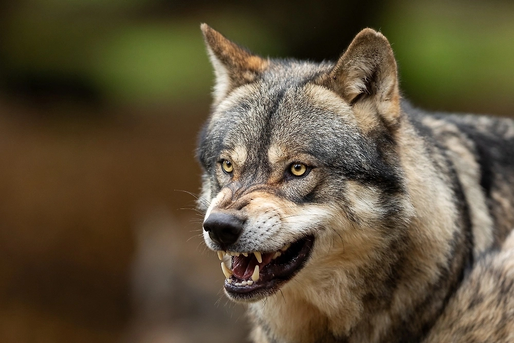 Обложка © Shutterstock / FOTODOM / AB Photographie