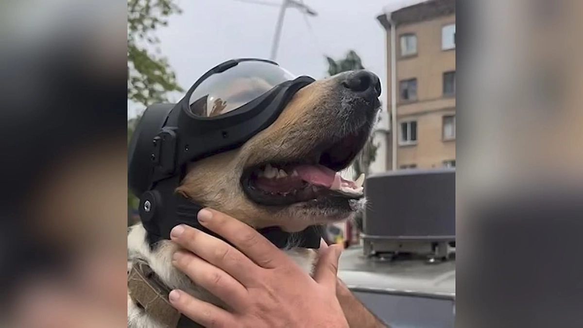 Обложка © Telegram / SHOT