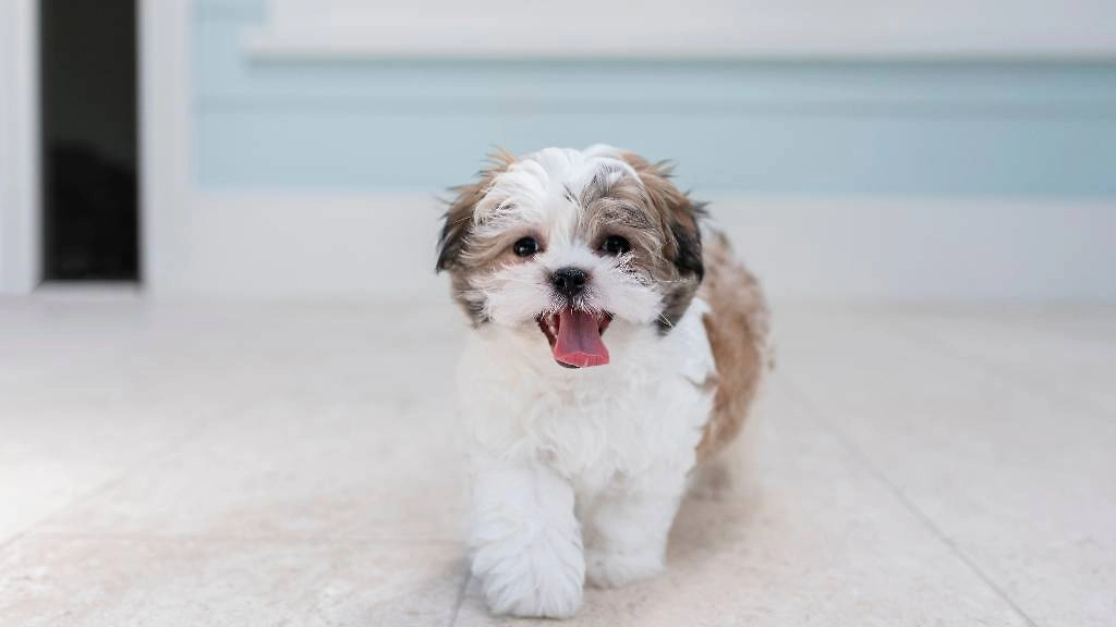 Обложка © Shutterstock / FOTODOM / Alessandra Sawick