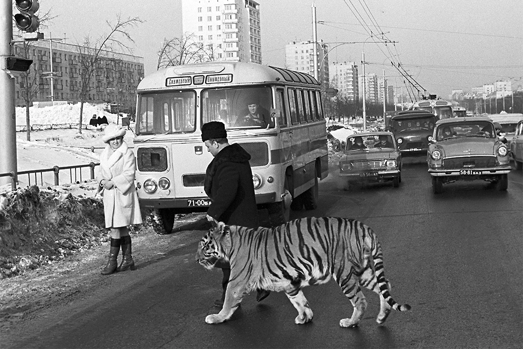 Тигр на улице Уфы: необычный кадр 1976 года. Фото © ТАСС / Виктор Воног