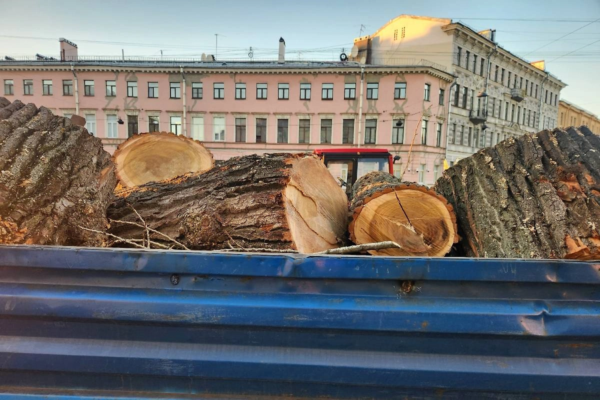 Берлинский тополь спилили в Санкт-Петербурге. Фото © VK / Деревья Петербурга