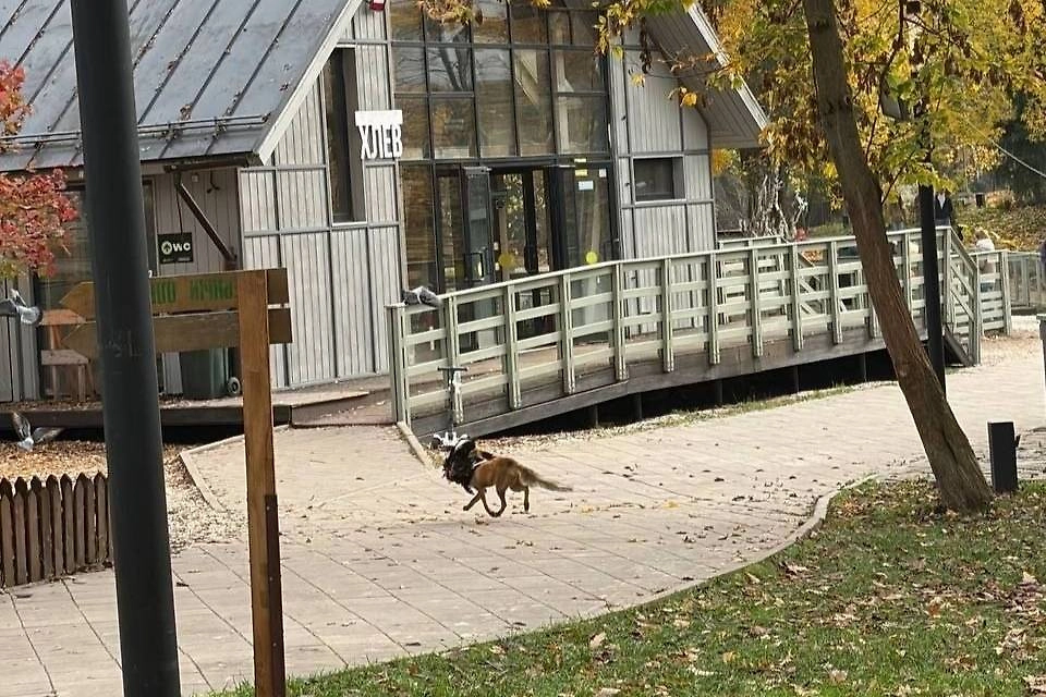 Обложка © Telegram/ Городская Ферма | ВДНХ