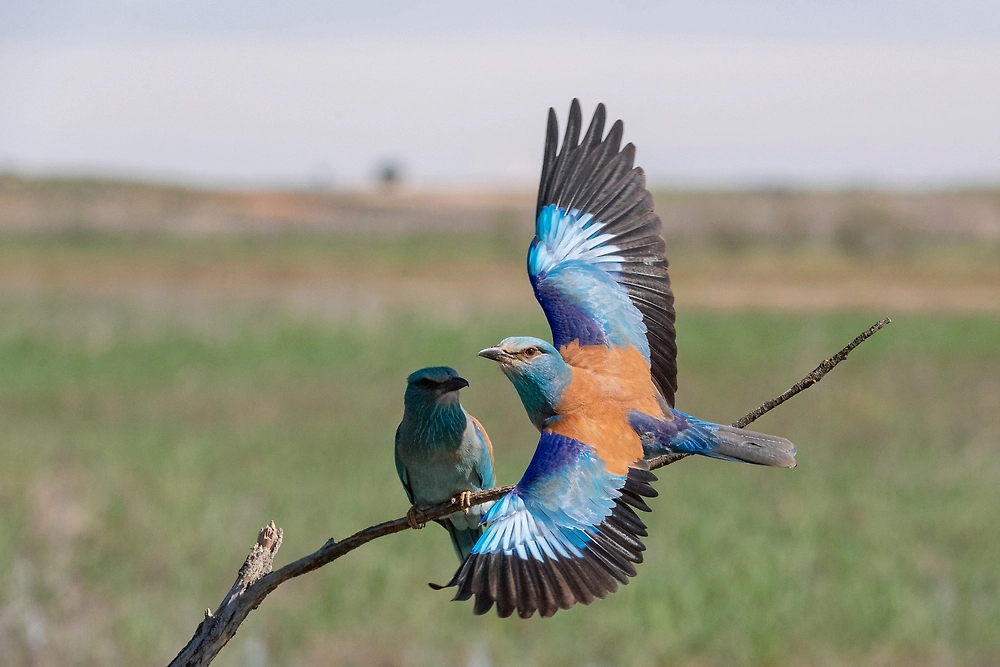 Сизоворонки. Обложка © Shutterstock / FOTODOM / Jesus Cobaleda