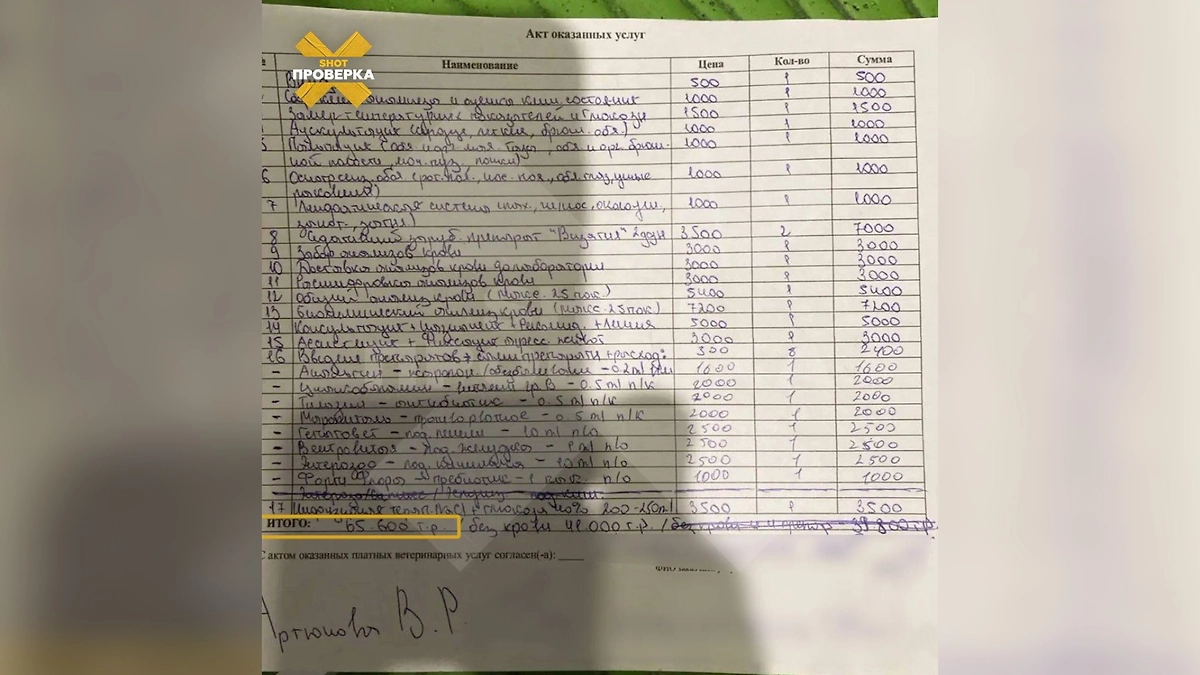 Петербурженка заплатила 65 тысяч рублей за лечение кошки на дому. Фото © Telegram/ SHOT ПРОВЕРКА