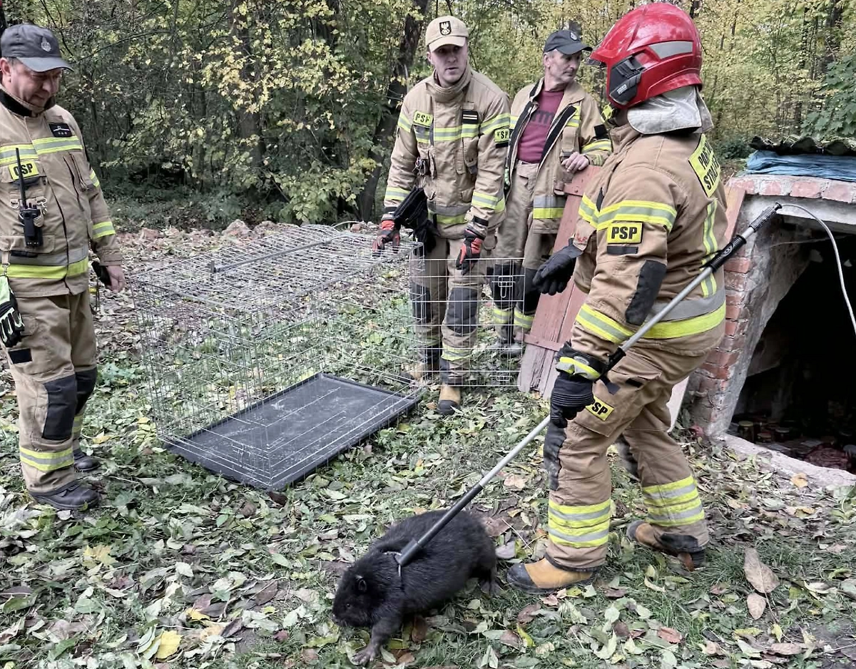 В Польше жители испугались бобра и вызвали полицию. Фото © пресс-служба полиции Польши