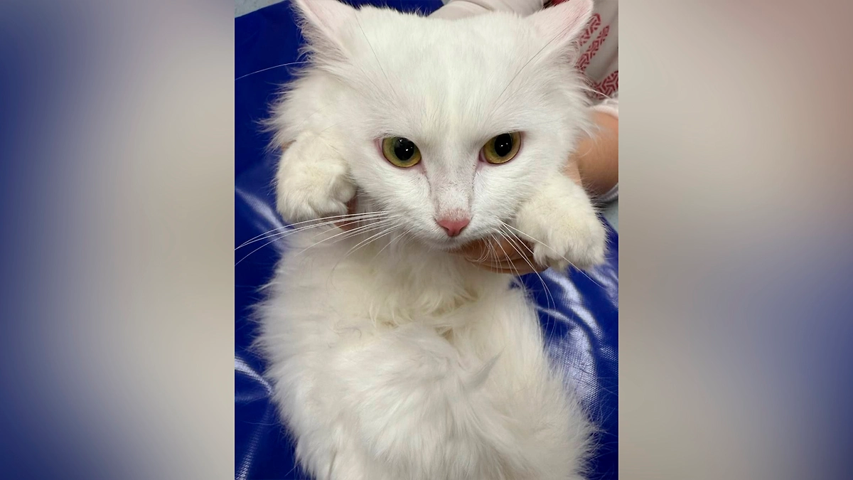 Животные на УЗИ. Фото © Telegram / Моя Ветклиника