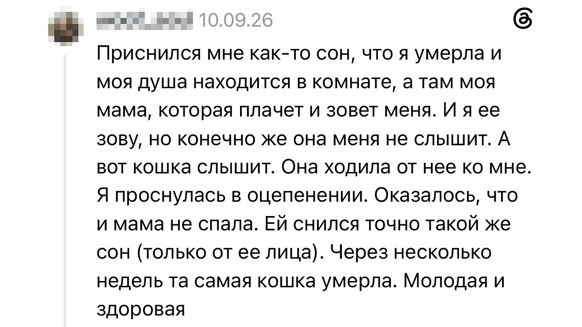 Одинаковый сон у матери и дочери: мистическая история из Threads о пугающем совпадении и домашней кошке. © Threads