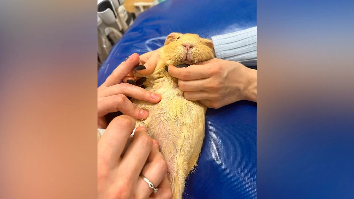 Животные на УЗИ. Фото © Telegram / Моя Ветклиника
