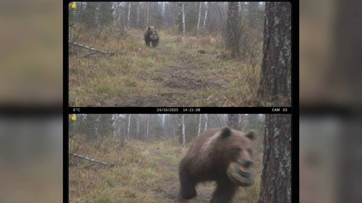 В фотоловушку попал медведь с миной в зубах. Фото © Х /EOD CSM