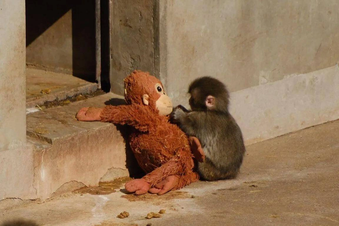 Брошенный матерью детёныш макаки Панч нашёл утешение в мягкой игрушке. Фото © X / Leeynn
